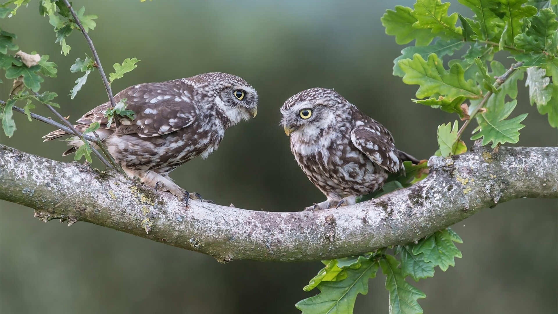 世界排名争夺战之夜，绝境重生！巴斯托尼末节接管比赛，一举锁定种子席位！