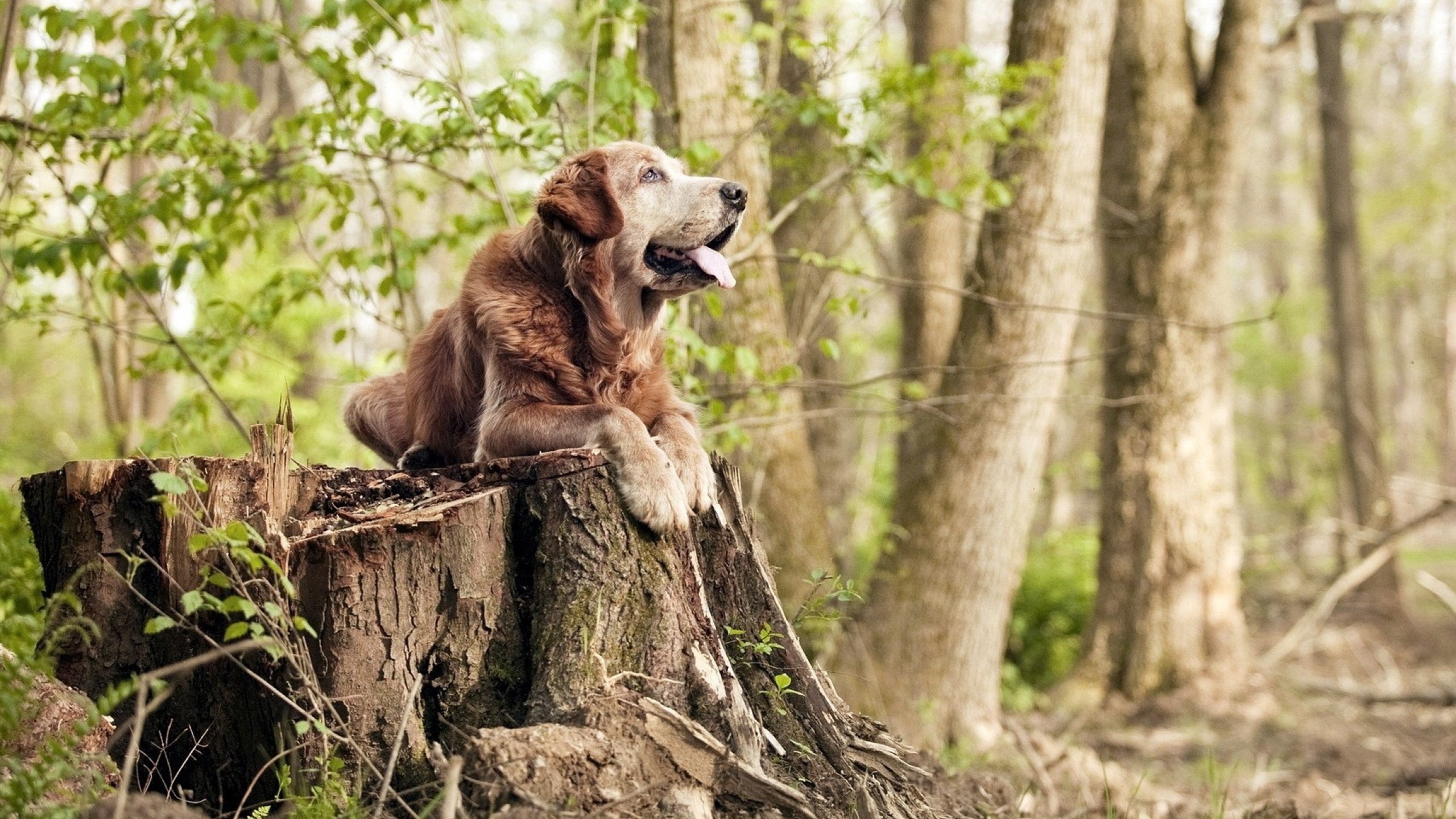 伊布闪耀美加墨世界杯之夜，巨星价值，超越胜负的传奇光芒